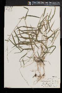 Muhlenbergia frondosa image