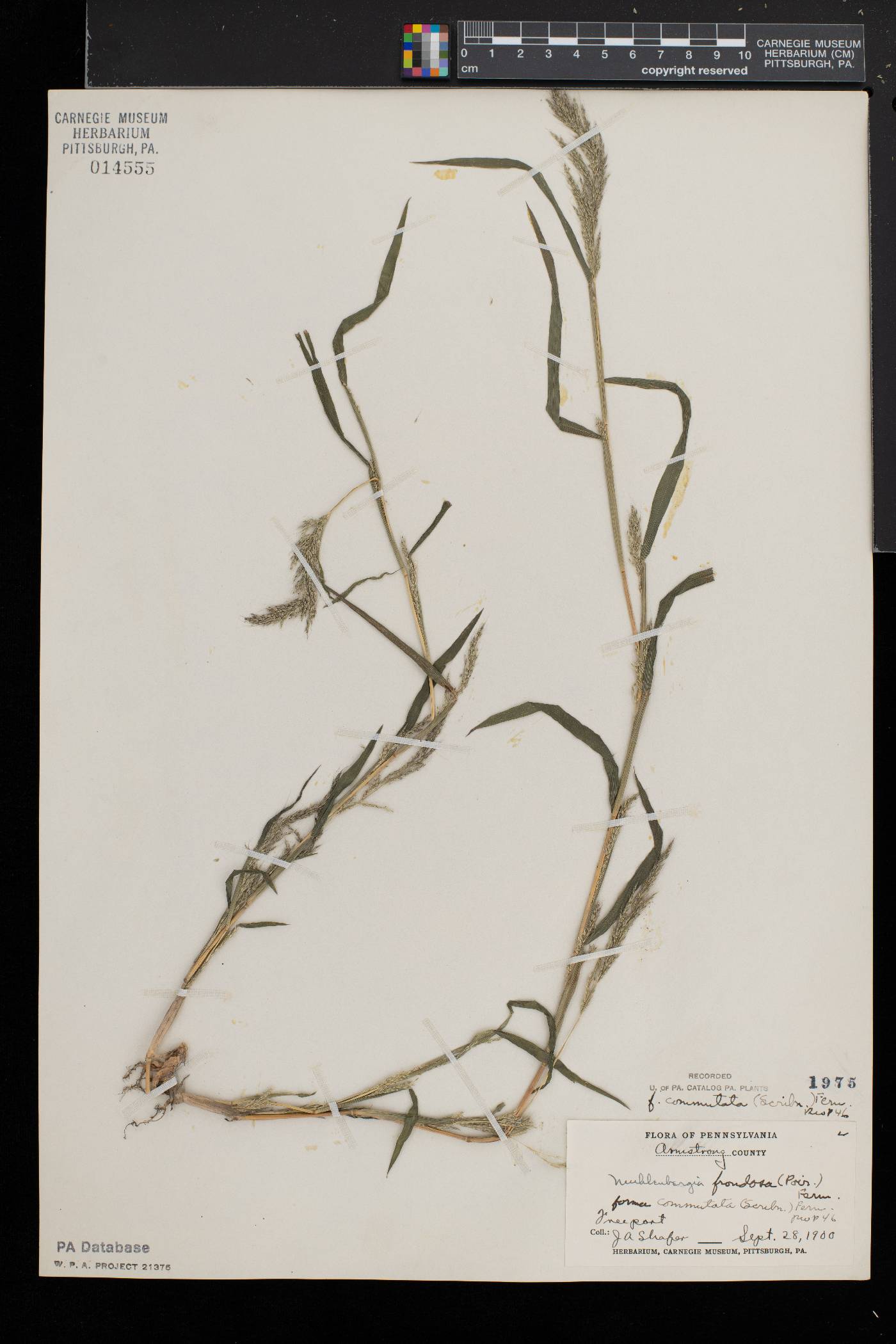 Muhlenbergia frondosa f. commutata image