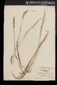 Muhlenbergia glomerata image