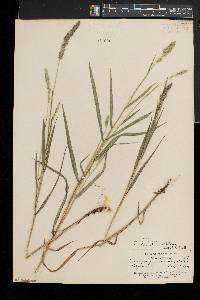 Muhlenbergia glomerata image