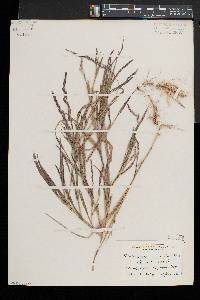 Muhlenbergia mexicana image