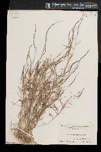 Muhlenbergia schreberi image