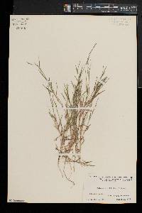 Muhlenbergia schreberi image