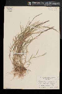 Muhlenbergia schreberi image