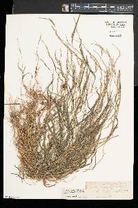 Muhlenbergia schreberi image