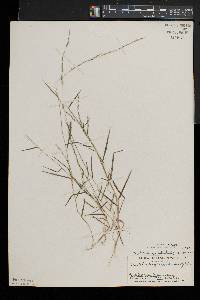 Muhlenbergia schreberi image