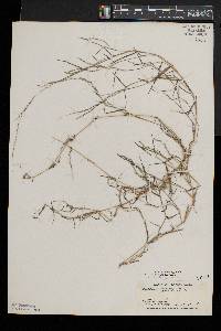 Muhlenbergia schreberi image