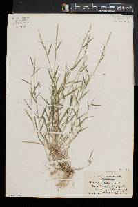 Muhlenbergia schreberi image