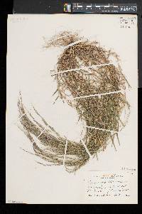 Muhlenbergia schreberi image