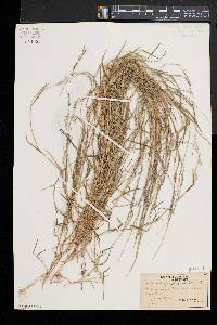 Muhlenbergia schreberi image