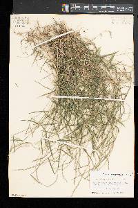 Muhlenbergia schreberi image