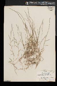 Muhlenbergia schreberi image