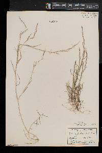 Muhlenbergia schreberi image