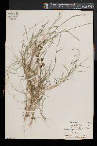 Muhlenbergia schreberi image