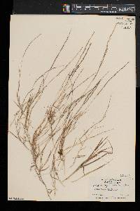 Muhlenbergia schreberi image