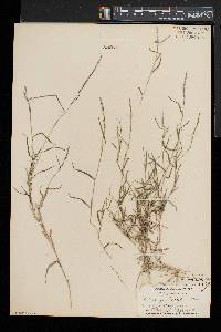 Muhlenbergia schreberi image