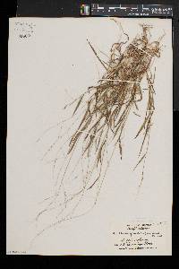 Muhlenbergia schreberi image