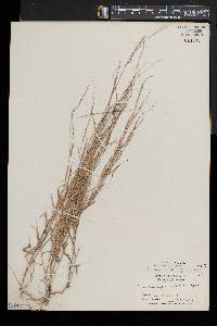 Muhlenbergia schreberi image