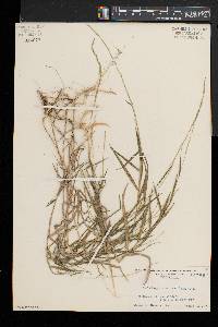 Muhlenbergia sobolifera image