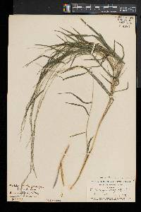 Muhlenbergia sobolifera image