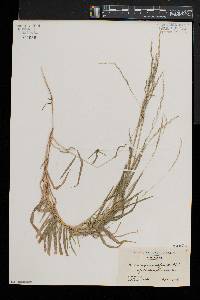 Muhlenbergia sobolifera image