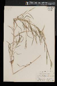 Muhlenbergia sylvatica image