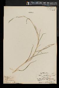 Muhlenbergia sylvatica image