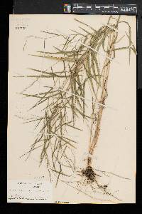 Muhlenbergia tenuiflora image