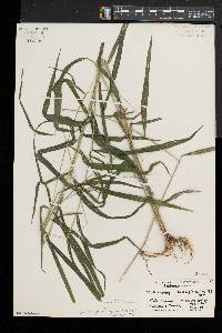 Muhlenbergia tenuiflora image