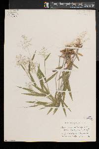 Dichanthelium acuminatum subsp. columbianum image