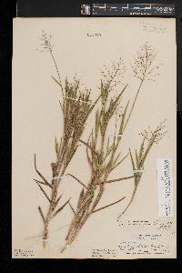 Dichanthelium ovale subsp. pseudopubescens image