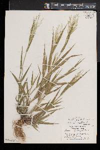 Panicum philadelphicum image