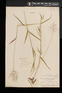 Dichanthelium acuminatum subsp. implicatum image