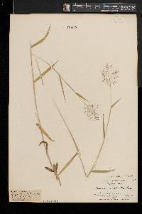 Dichanthelium acuminatum subsp. implicatum image