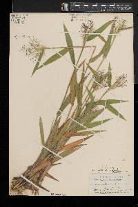 Dichanthelium acuminatum subsp. implicatum image