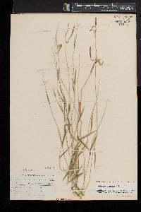 Dichanthelium dichotomum subsp. lucidum image