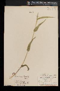 Dichanthelium latifolium image