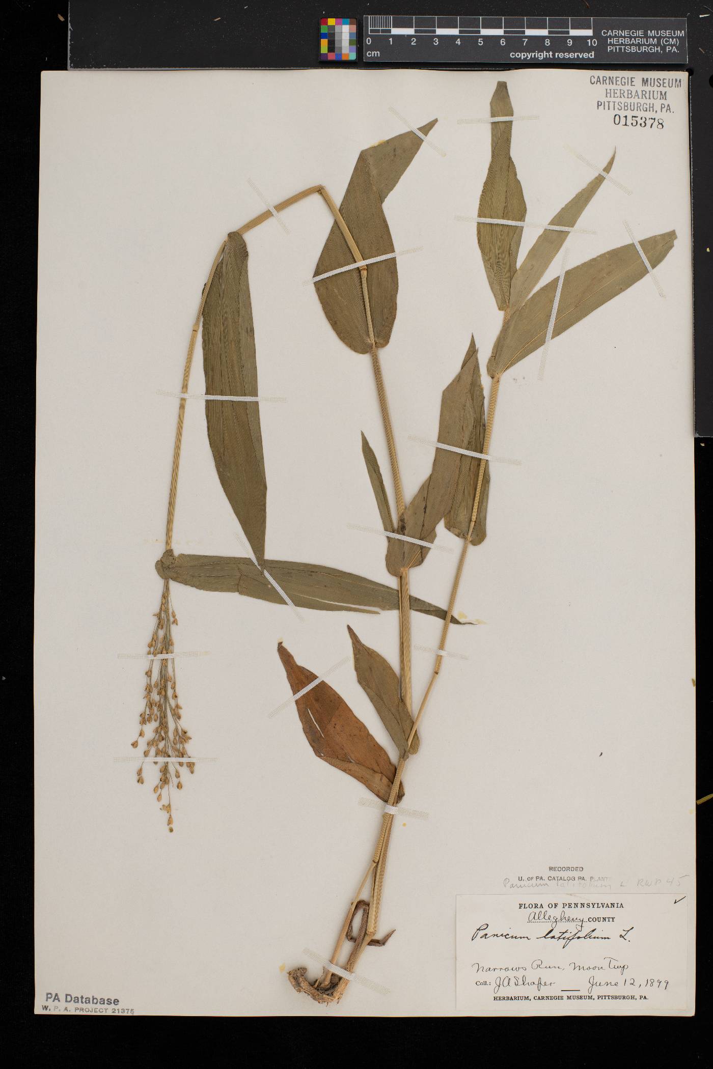 Dichanthelium latifolium image