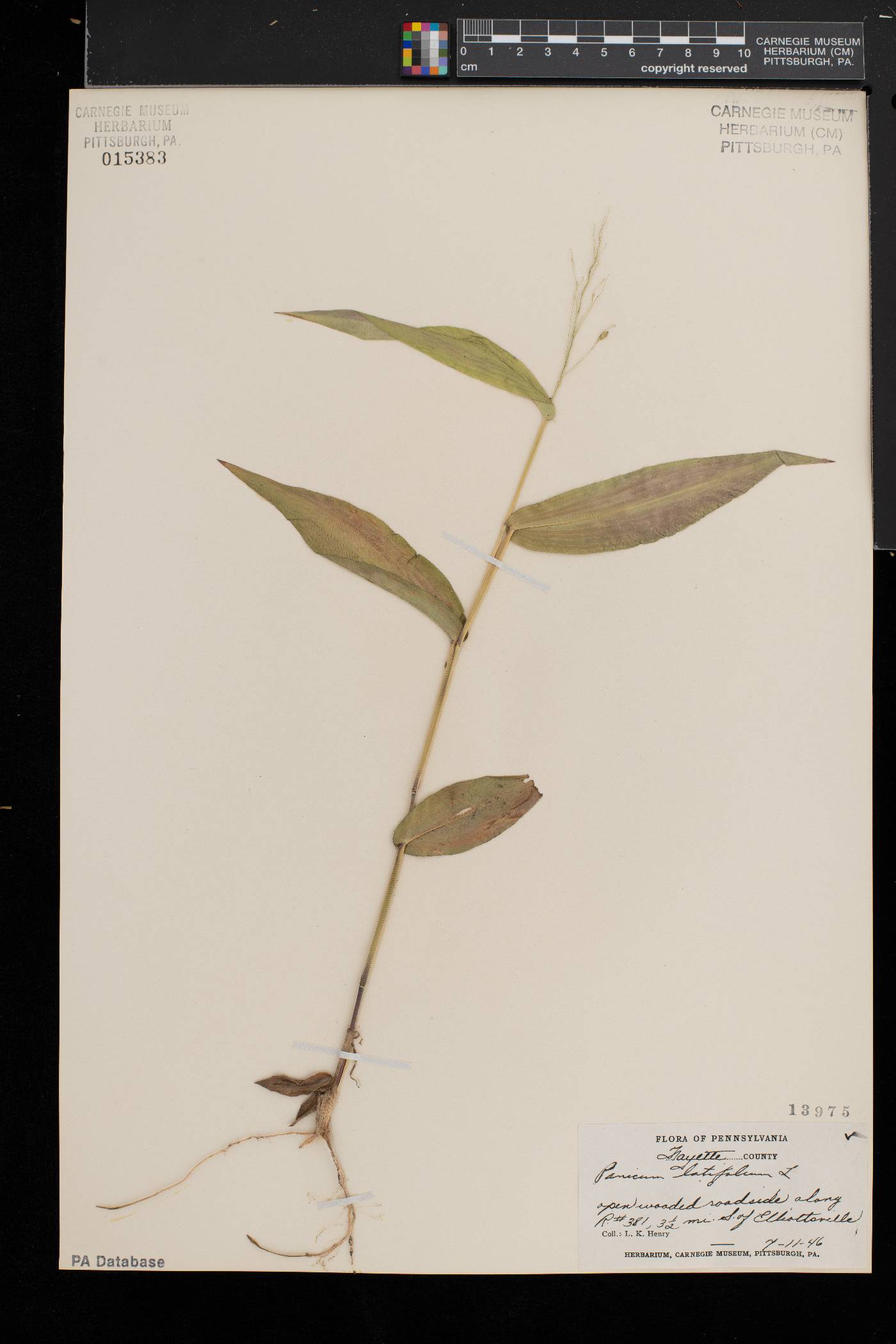 Dichanthelium latifolium image