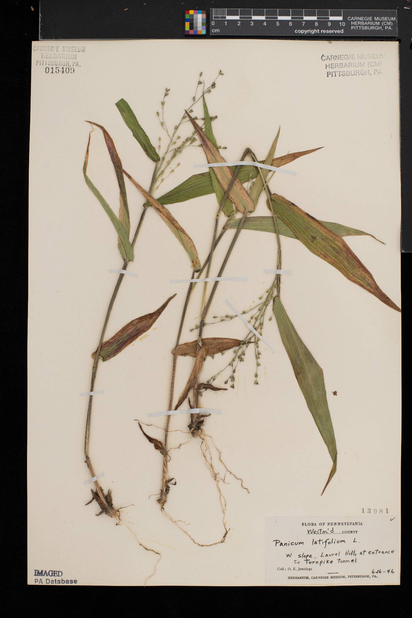 Dichanthelium latifolium image