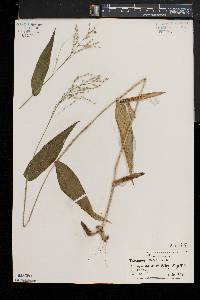 Dichanthelium latifolium image