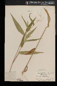 Dichanthelium latifolium image