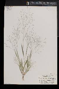 Panicum philadelphicum image