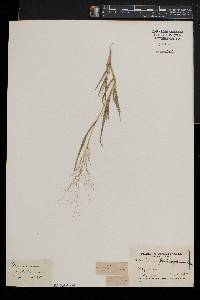 Panicum philadelphicum image