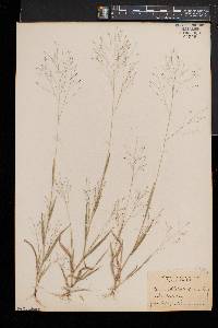 Panicum philadelphicum image