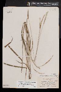 Paspalum setaceum var. muhlenbergii image