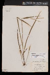 Paspalum setaceum var. muhlenbergii image