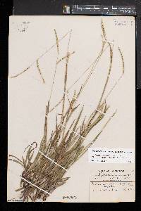 Paspalum setaceum var. muhlenbergii image