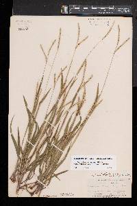 Paspalum setaceum var. muhlenbergii image