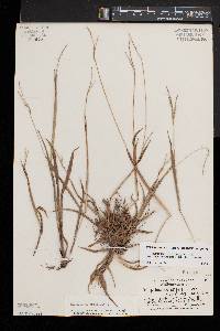 Paspalum setaceum var. muhlenbergii image